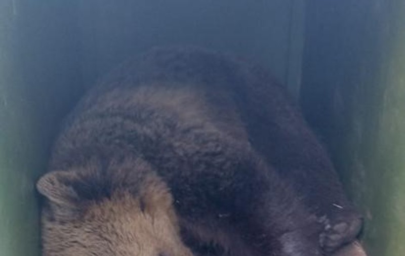 Al treilea urs care frecventa Grădina Zoologică din Târgu Mureș a fost capturat