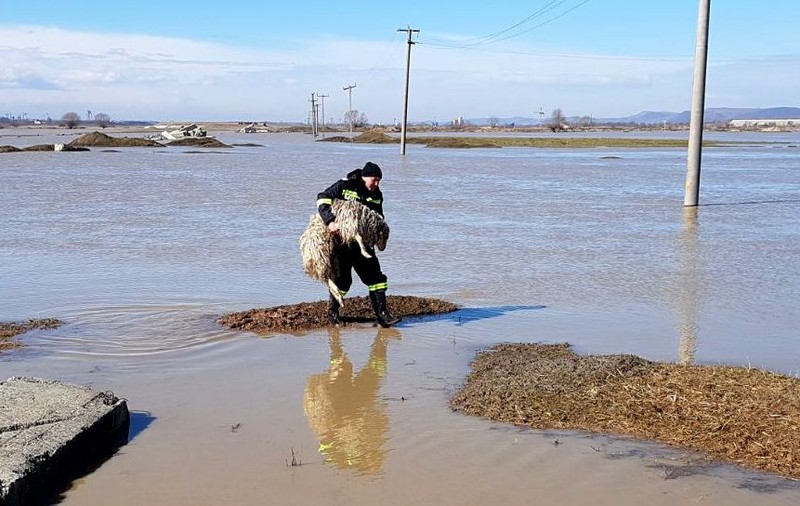 Un cioban a rămas blocat în zona barajului de la Mândra, cu aproape 1.000 de oi, din cauza apelor crescute
