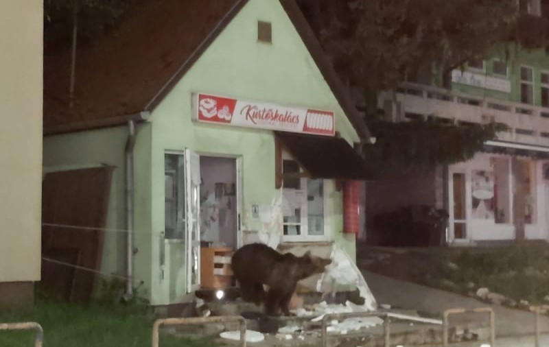 Mai mulți urși au invadat stațiunea Băile Tuşnad. Au devastat o pensiune şi un magazin