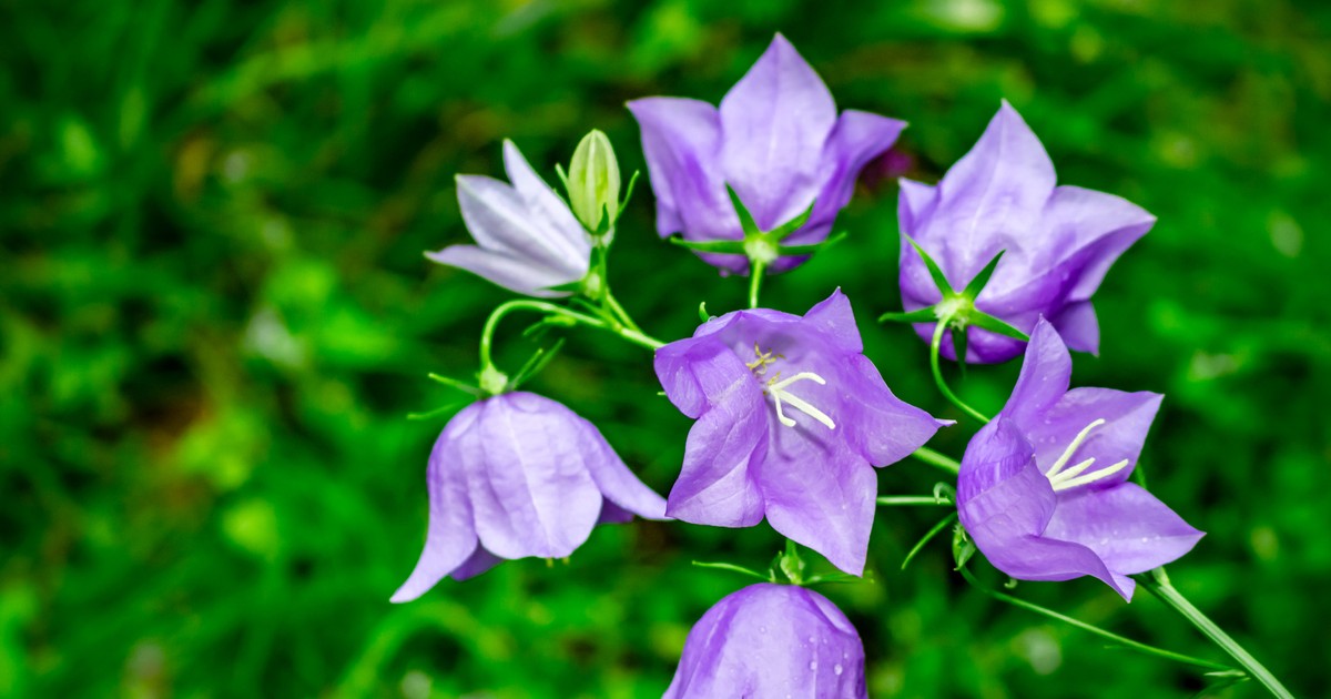 Campanula (Floarea de clopoțel) - sfaturi de îngrijire