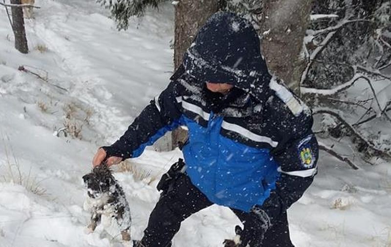 IMAGINI EMOȚIONANTE | Căței îngropați în zăpadă, salvați de jandarmii montani din Gorj. Cum a reacționat mama cățelușilor