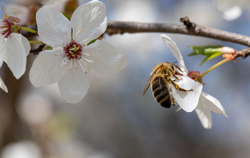 Polenizarea nu e concurs de frumusețe: mai puțin atrăgători decât albinele, gândacii și liliecii sunt și ei extrem de importanți pentru ecosisteme
