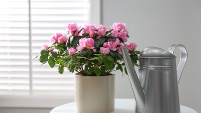 azalee-plantare-ingrijire