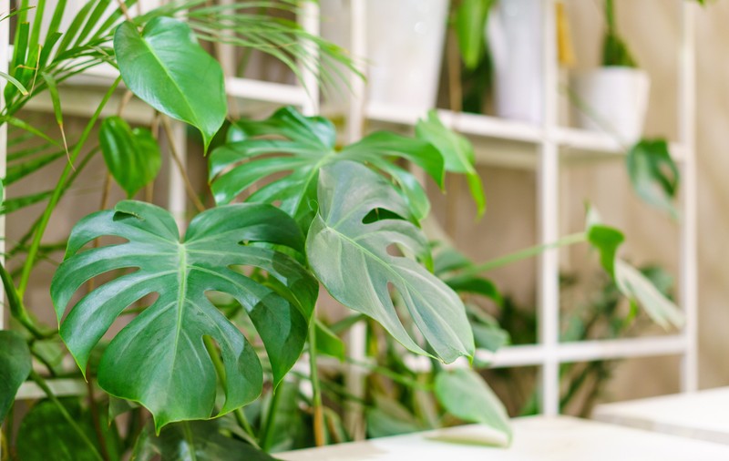 Monstera - cum se îngrijește și ce trebuie să stii despre planta cu frunze rupte