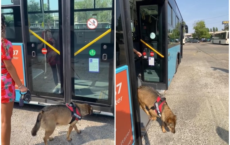 Animalele de companie au voie în autobuzele și tramvaiele STB, dar în anumite condiții. Ce reguli trebuie respectate