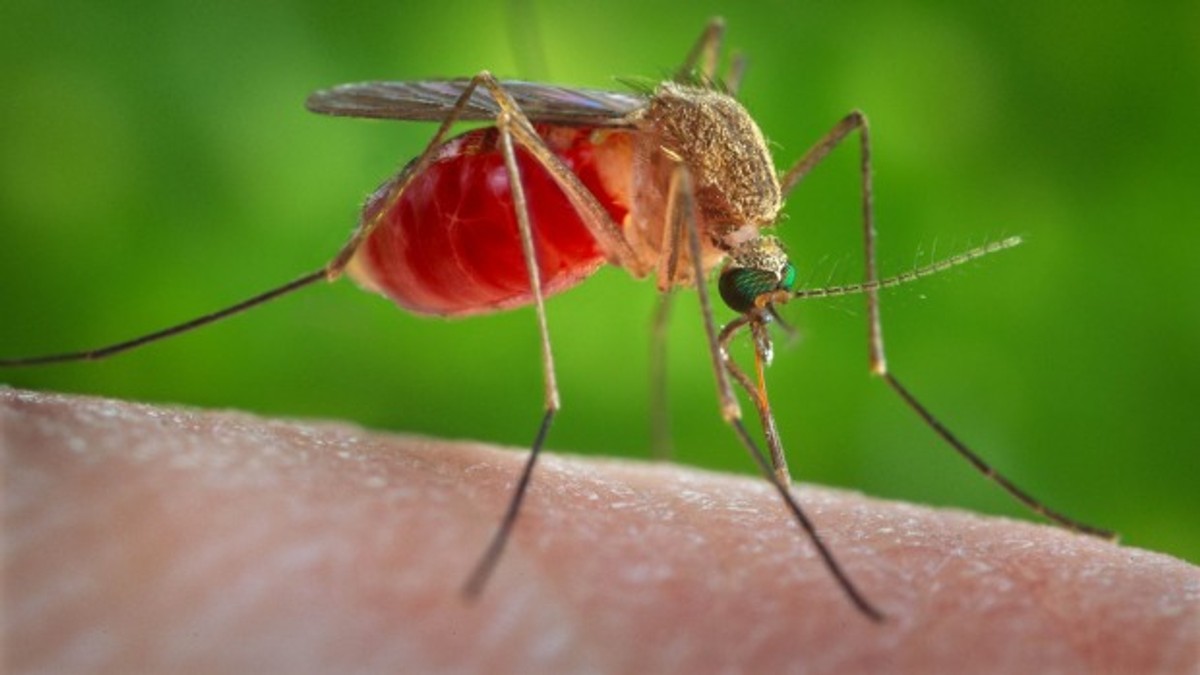 Americanii au eliberat țânțari de laborator pentru a combate virusul Zika