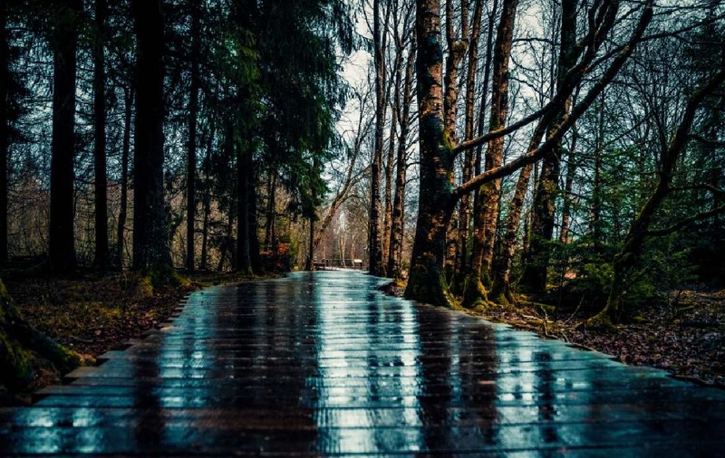 Cod galben de ploi în șapte județe. Zonele din țară unde sunt anunțate precipitații sub formă de lapoviță și ninsoare