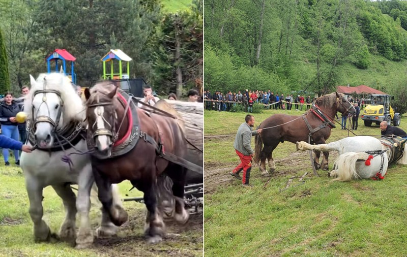 Povestea lui Falko, calul de tracțiune mort după un concurs de tras bușteanul. De ce proprietarul din România l-a revândut după trei zile