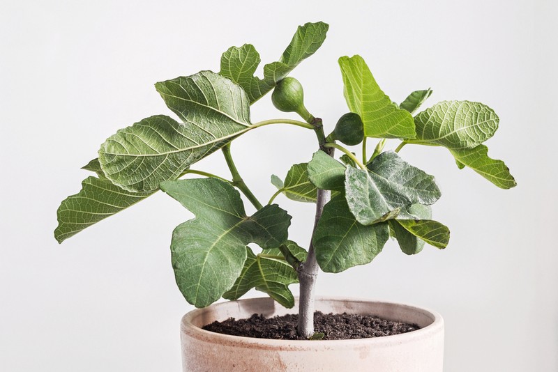 Cum să plantezi smochin în ghiveci