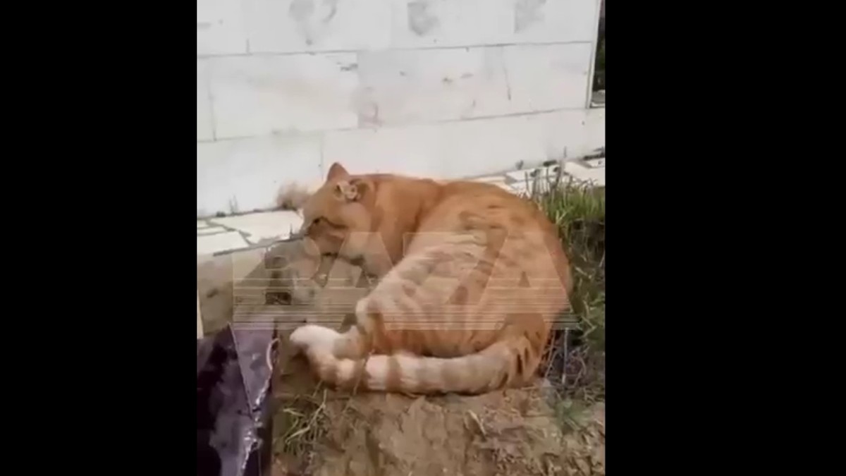 motanul Hachiko