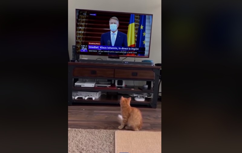 Cum a ajuns un clip cu o pisică speriată de Iohannis să se viralizeze pe Facebook. Explicațiile celui care a creat trucajul