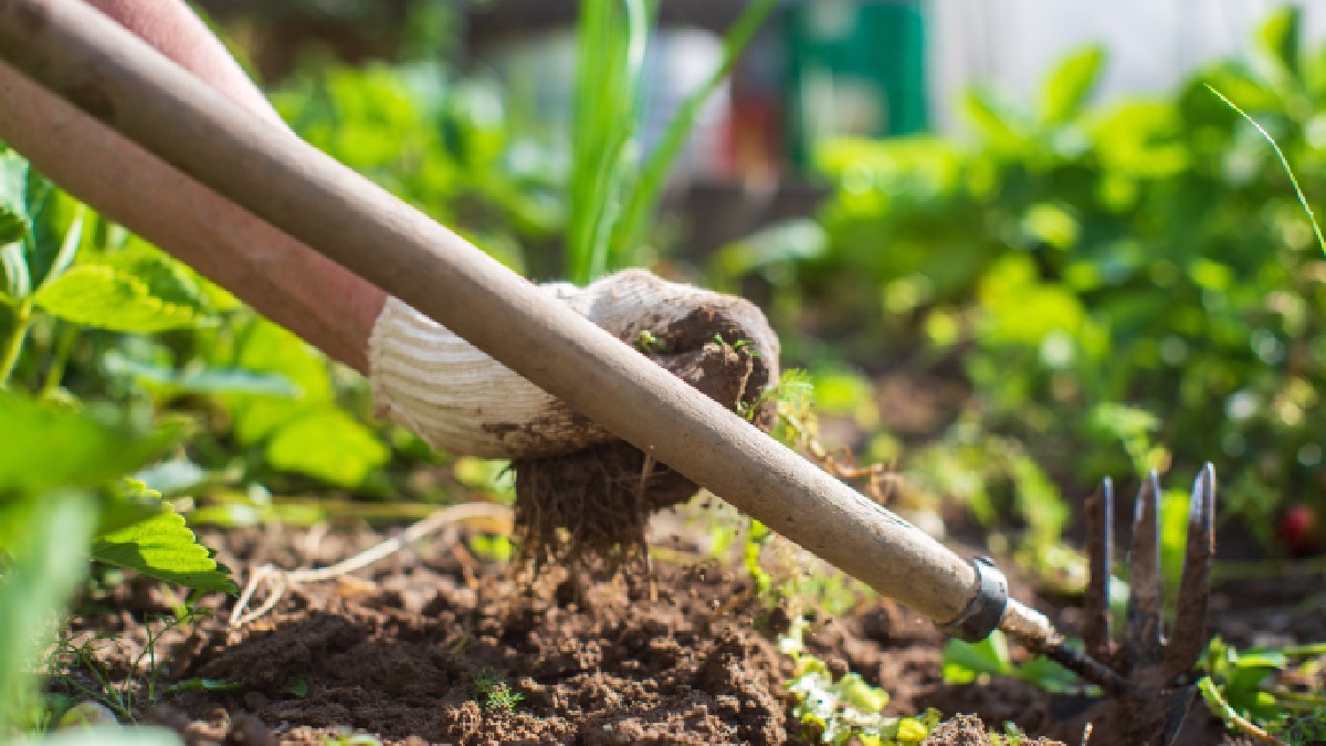 O persoană cu o mănușă în mână sapă un ristav cu legume