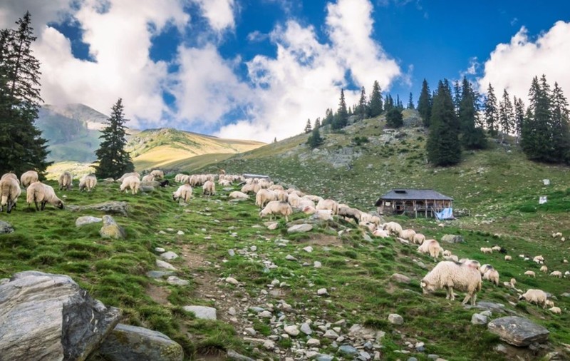 Un copil de trei ani a murit la stâna bunicului său din Căiuți, județul Bacău, după ce a băut o substanță toxică