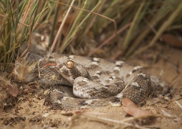 Vipera Echis