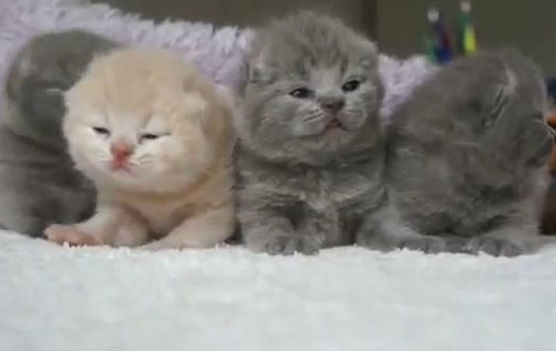 Like, like, de o mie de ori like! E imposibil să nu mori de dragul lor! Bună dimineaţa, pisicuţelor | VIDEO