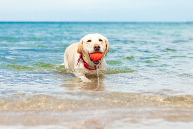 Labrador - rasa de câine care iubește să înoate
