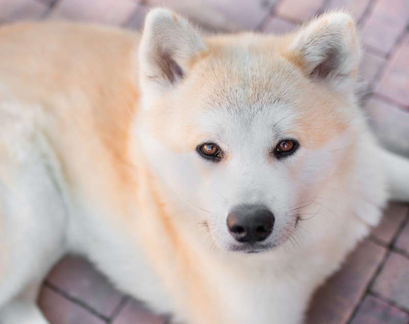Akita - ce temperament are unul dintre cei mai cunoscuți câini de vânătoare