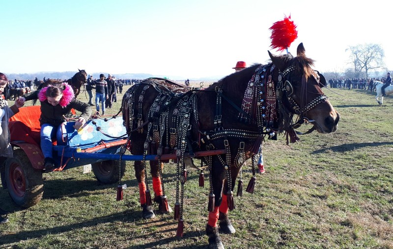 REPORTAJ: Ca să nu mai fie bătuți, caii nu mai intră la proba de tracțiune, la Botezul Cailor de la Pietroșani| FOTO