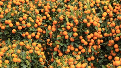 mandarine-chenpi-china