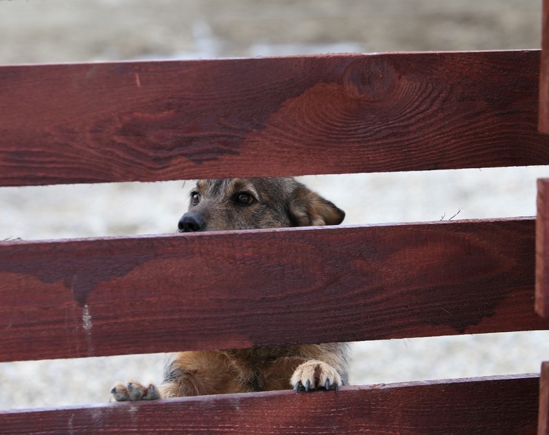 Povestea tristă a lui Papi, un pui de căprioară rănit, a însemnat începutul unui proiect uimitor: Sanctuarul Papi Land, locul unde animalele de fermă abuzate și torturate reînvață să trăiască