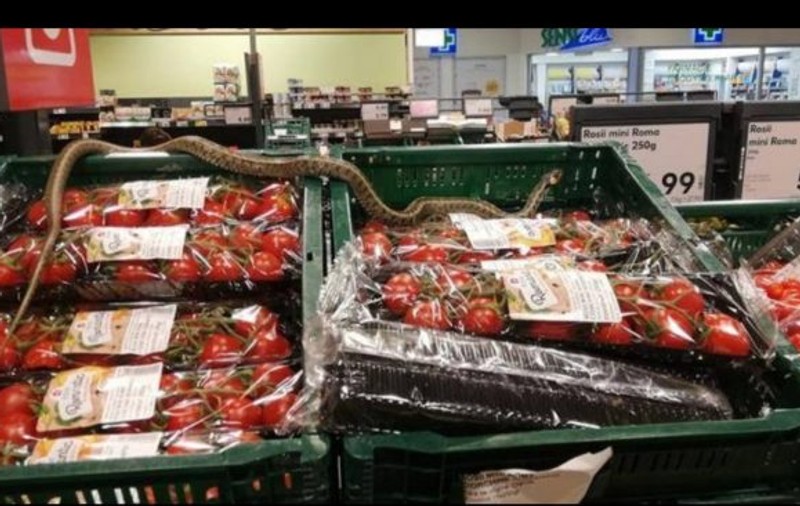 Un șarpe a fost găsit printre roșii, într-un supermarket din Sfântu Gheorghe!