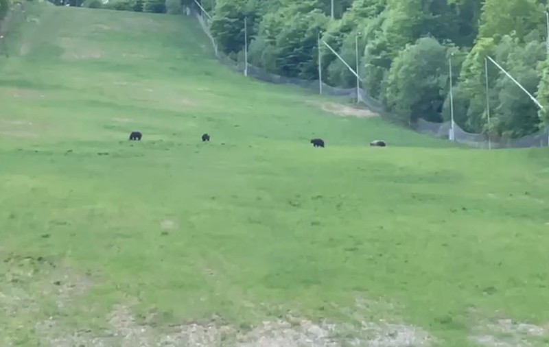 Patru urşi filmaţi pe o pârtie de schi din staţiunea Şugaş Băi. Primarul din Sfântu Gheorghe: „Fac un apel să nu le daţi de mâncare”