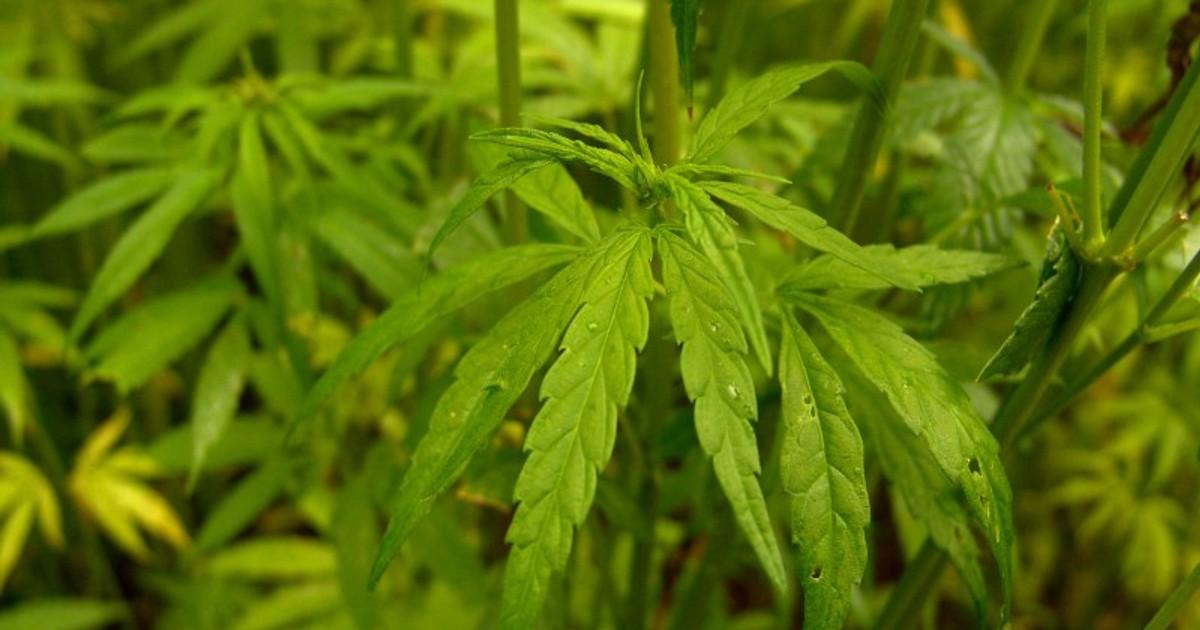 Consumul de cannabis a fost aprobat în Catalonia