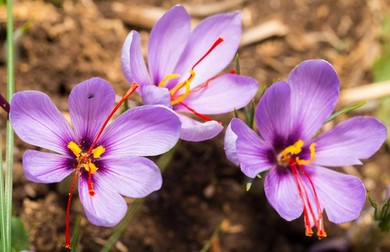 Șofran plantă