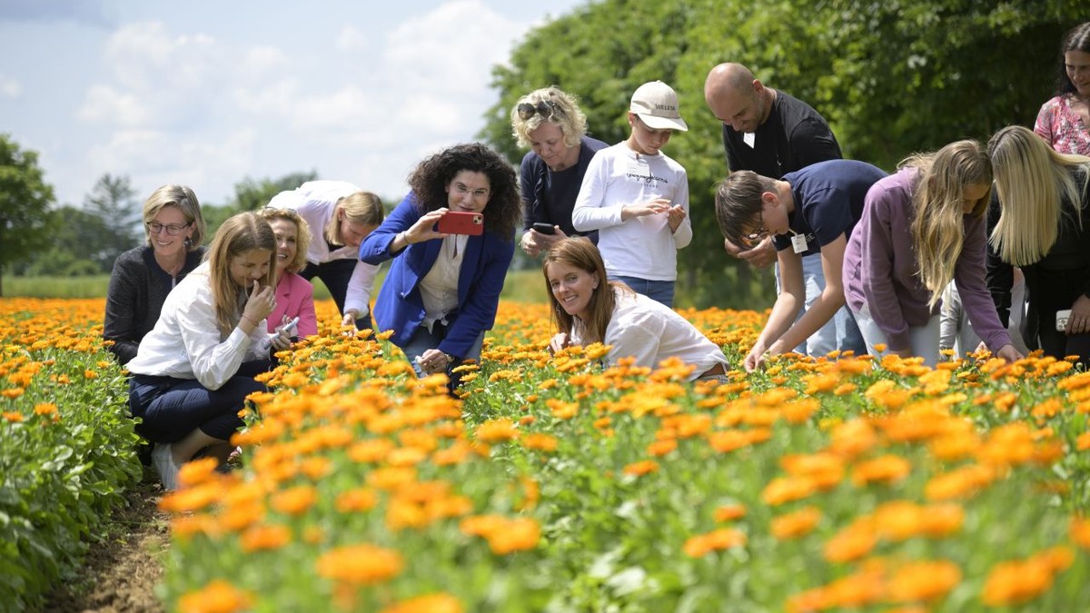 Oameni ]ntr-un lan de gălbenele, în Germania, în timp ce fotografiază florile