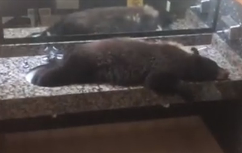 Un urs negru a intrat în toaleta femeilor dintr-un hotel din Montana. „Pur și simplu s-a culcat” / VIDEO