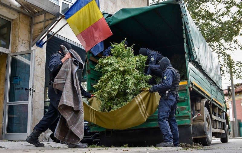 Cum și-a urmărit un cumpărător român de canabis dealerul montându-i un GPS pe mașină. Ce plantație a descoperit