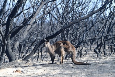 Habitatul animalelor de pe insulă a fost făcut scrum. FOTO: Hepta