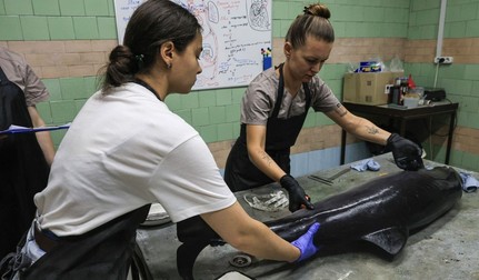 Autopsia delfinului mort în Marea Neagră la Universitatea Agrară de Stat din Odesa, iulie 2026, Sursă foto: Profimedia Images