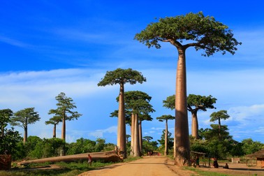 Cei mai interesanți copaci din lume - Baobab