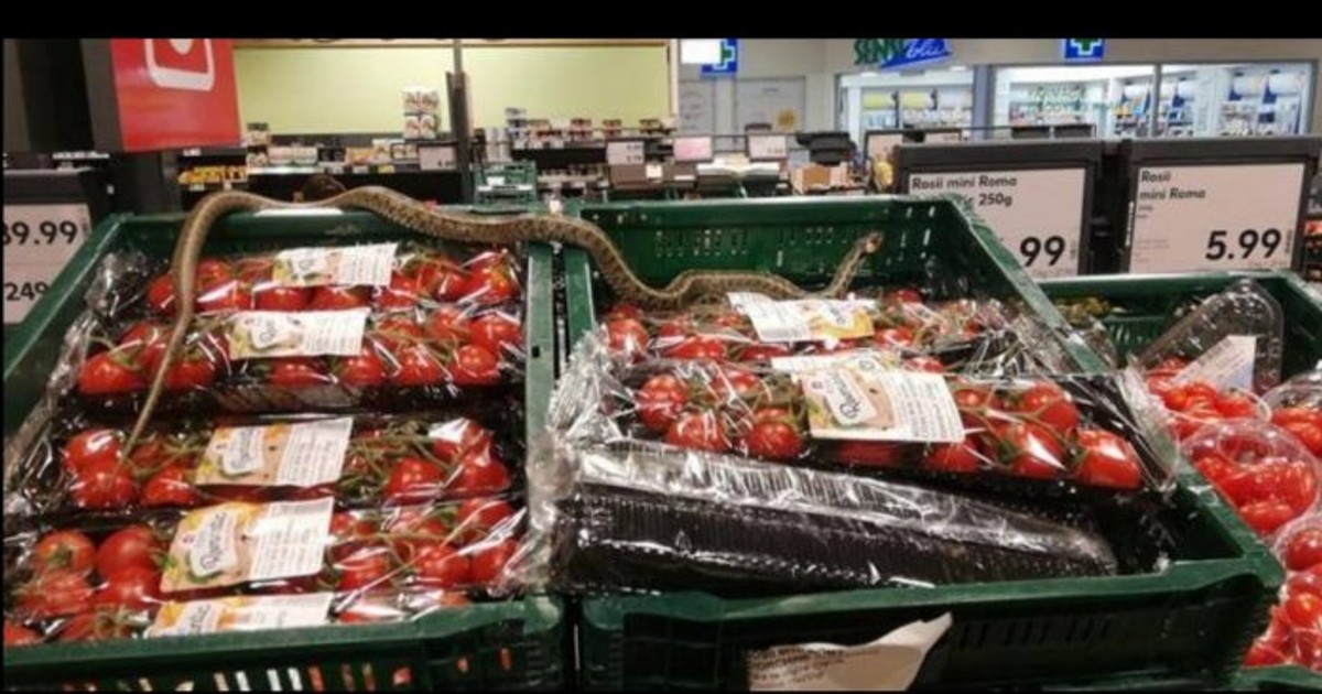 Un șarpe a fost descoperit pe lăzile cu roșii dintr-un supermarket din Sfântu Gheorghe!
