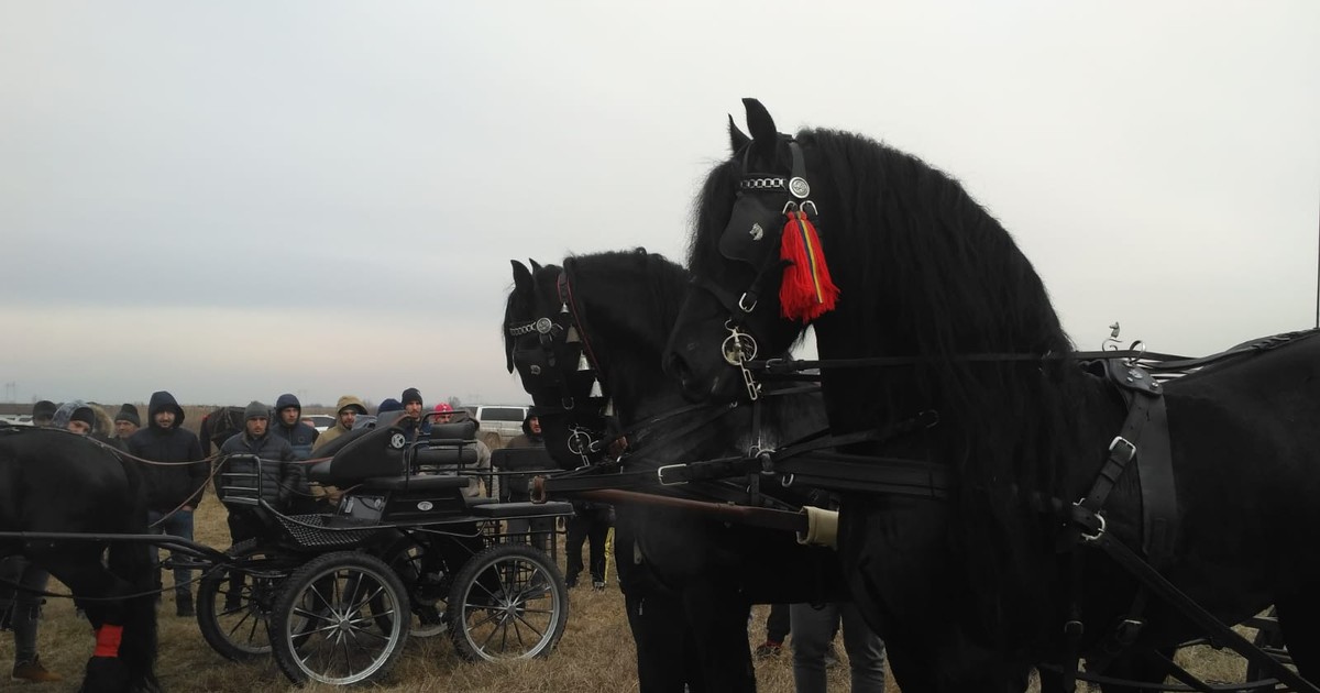 REPORTAJ/ Sărbătoare la Pietroşani, Prahova: cai aduşi la botezat în zi de sărbătoare, bătuţi cu sălbăticie: "Fir-ar mă-ta a dracului!"