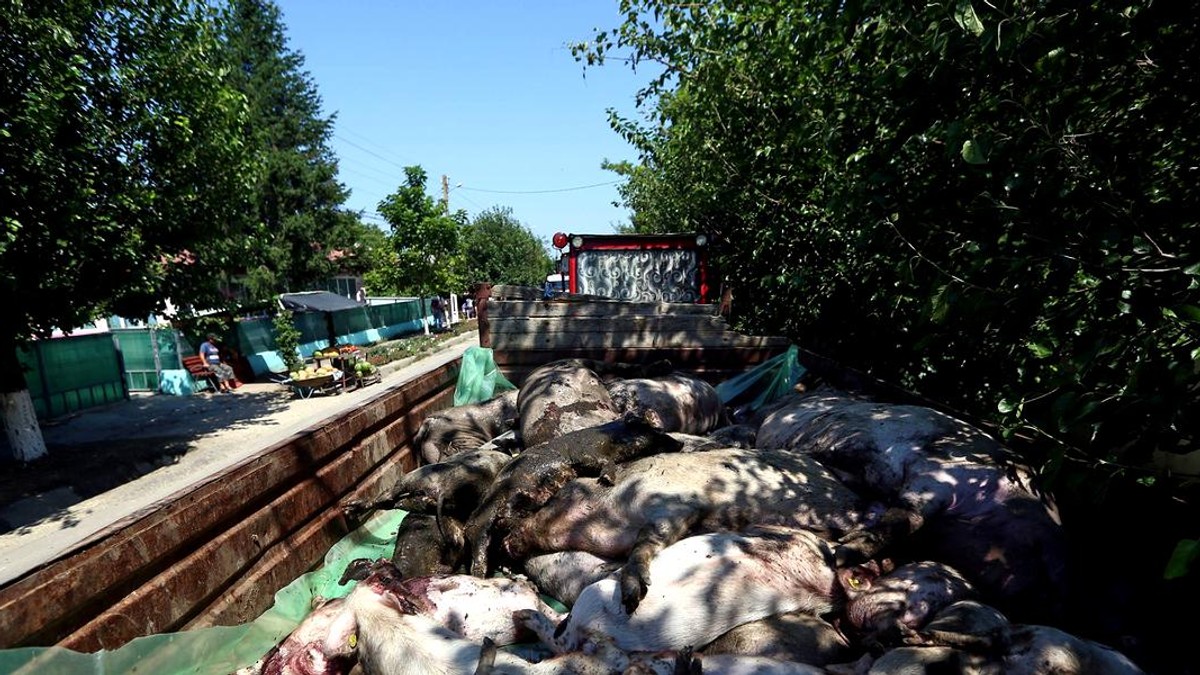 Cazuri de pestă porcină și în Dâmbovița. Alerta, dată de un fermieir căruia i-au murit doi porci