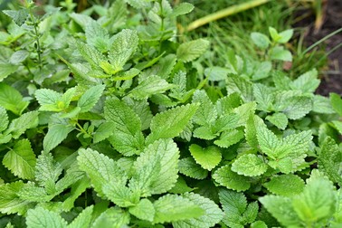 Roiniță - Melissa officinalis - plante medicinale cu proprietăți terapeutice