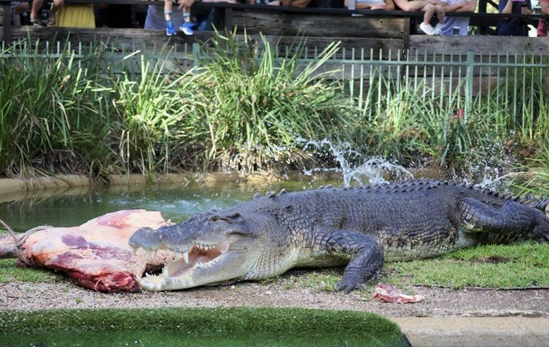 Un australian a reușit să scape cu viață, după ce și-a scos capul dintre fălcile unui crocodil