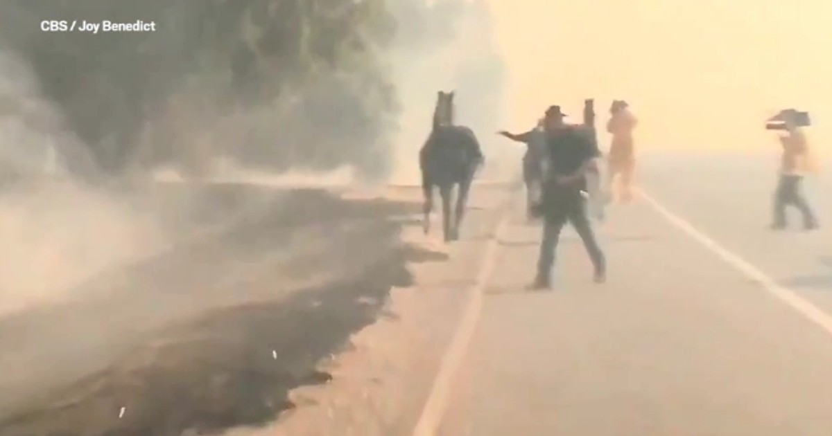 Scenă incredibilă în California cuprinsă de incendii. Un cal a fugit înapoi ca să-și salveze mânzul!