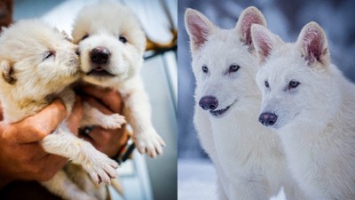 Lupii teribili readuși la viață de o companie americană