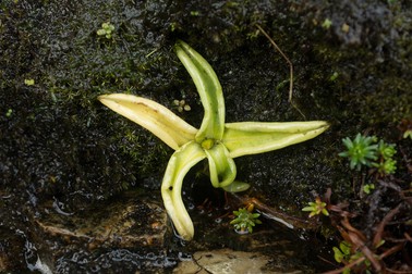 Pinguicula