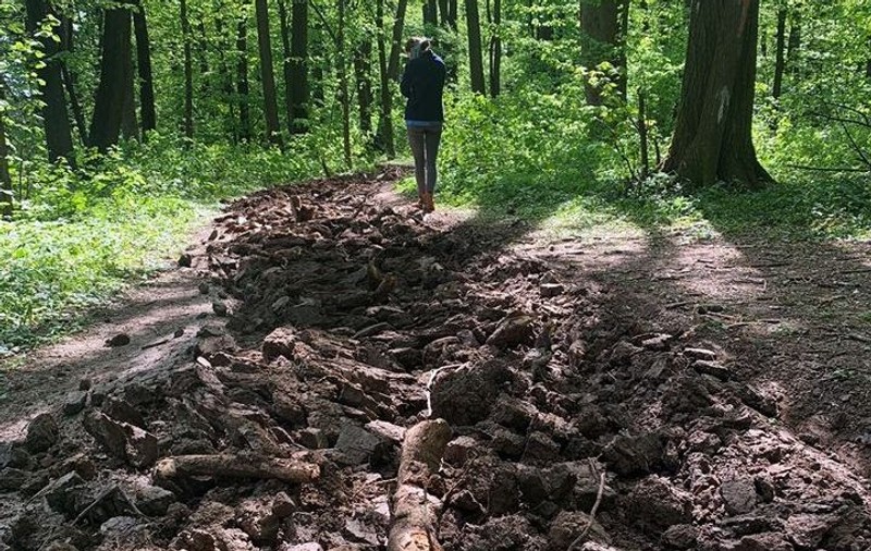 Hectare întregi de cărări și alei au fost arate în plină pandemie, în pădurea Băneasa. Reacția Romsilva: Lucrările s-au făcut pentru prevenirea incendiilor