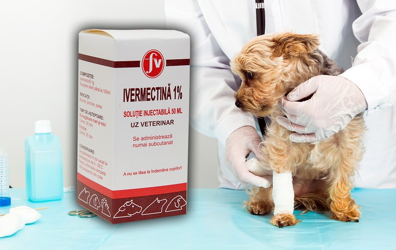 Avertismentul medicilor veterinari, după ce oamenii au început să cumpere Ivermectină, un medicament antiparazitar folosit la câini, ca tratament anti-Covid