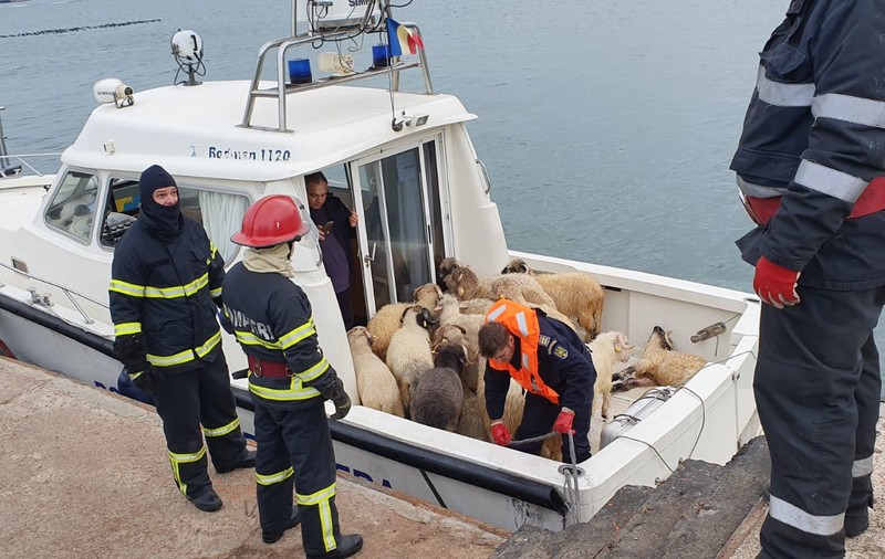 Scandalul navei eșuate din portul Midia ar putea duce la interzicerea exportului de animale vii. Anunțul premierului Orban