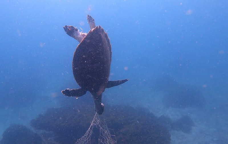 Imagini sfâșietoare cu o țestoasă dintr-o specie pe cale de dispariție, ucisă de o plasă de pescuit aruncată în mare