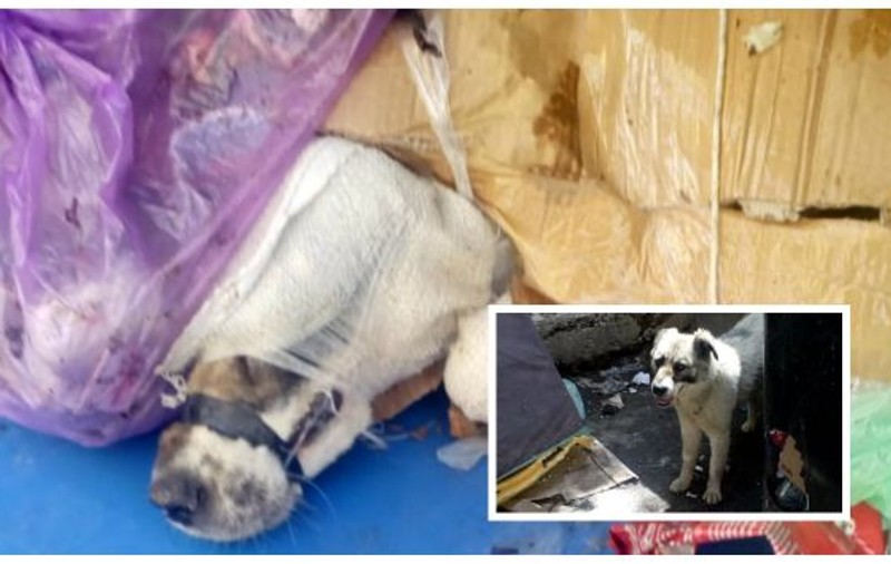 Un câine a fost maltratat și aruncat la ghena de gunoi!