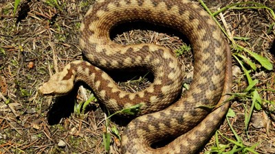 vipera-hibrid-stiria-austria