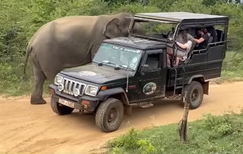 Un elefant feroce atacă turiștii aflați în safari într-un loc popular de vacanță