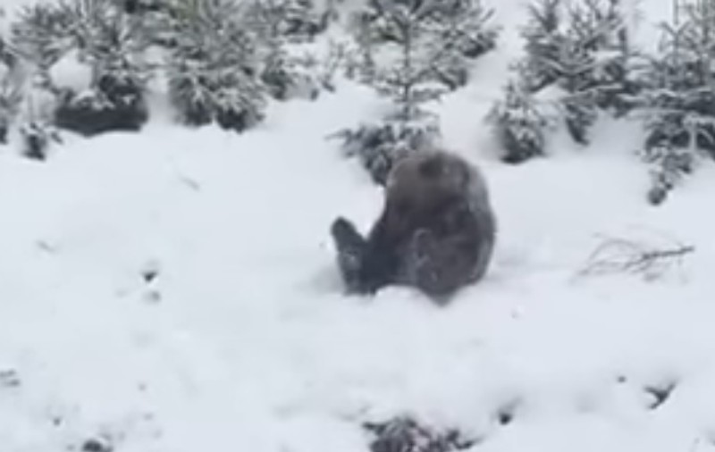 Un ursuleț s-a bucurat de zăpada căzută la Azuga VIDEO